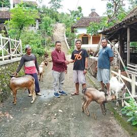 Paket Terakhir Budidaya Ternak Kambing BUMKal Punokawan Diserahkan di Trosari I